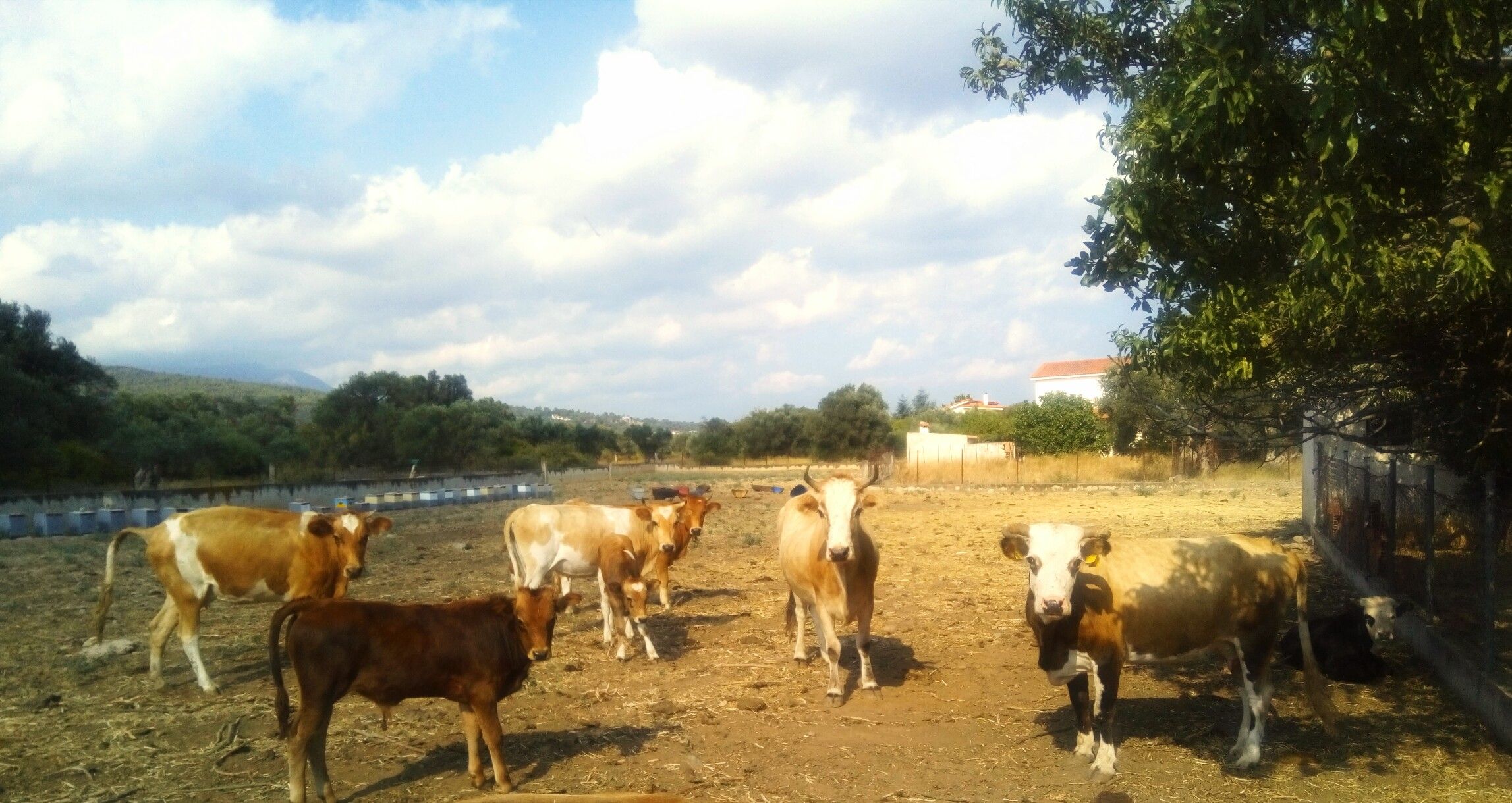 Cows in farm background