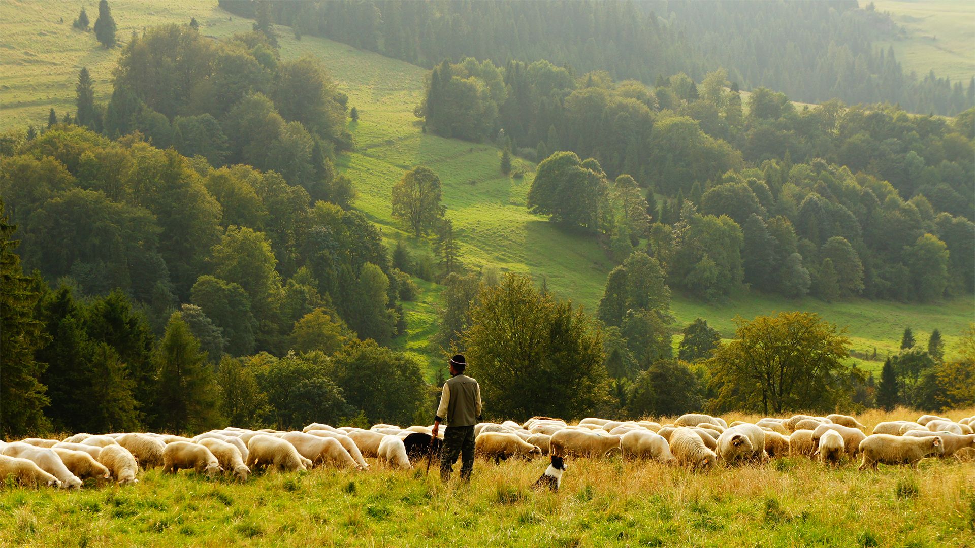 Sheeps in farm background